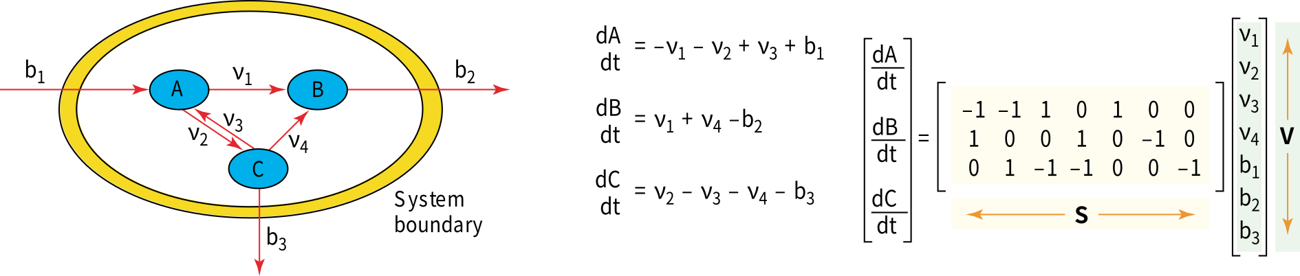A simple model system and corresponding mass balance equations